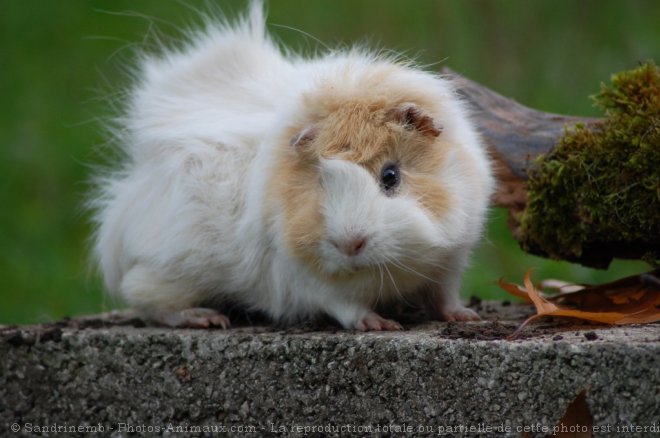 Photo de Cochon d'inde - abyssin / rosette