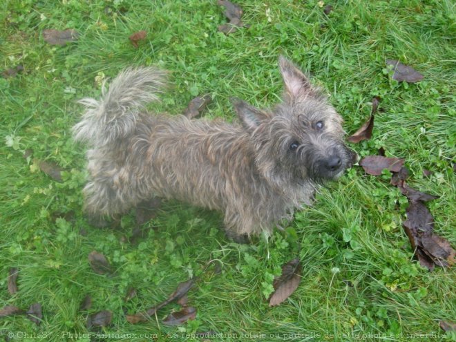 Photo de Cairn terrier