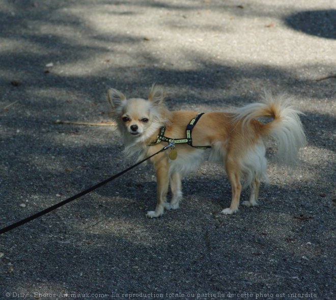 Photo de Chihuahua  poil long