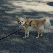 Photo de Chihuahua  poil long