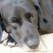 Photo de Labrador retriever