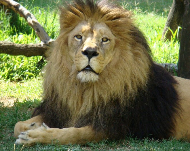 Photo de Lion