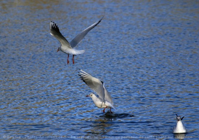 Photo de Mouette