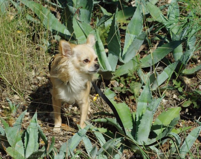 Photo de Chihuahua  poil long