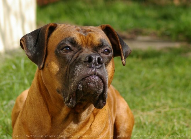 Photo de Boxer