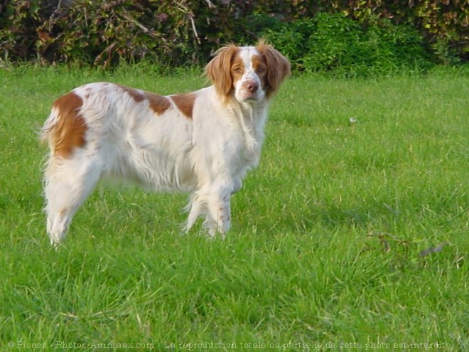 Photo d'Epagneul breton