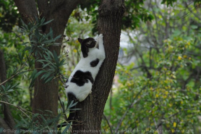 Photo de Chat domestique