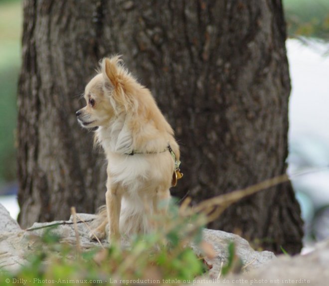 Photo de Chihuahua  poil long