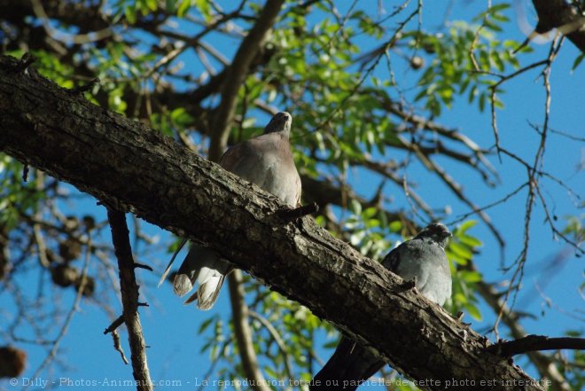 Photo de Pigeon