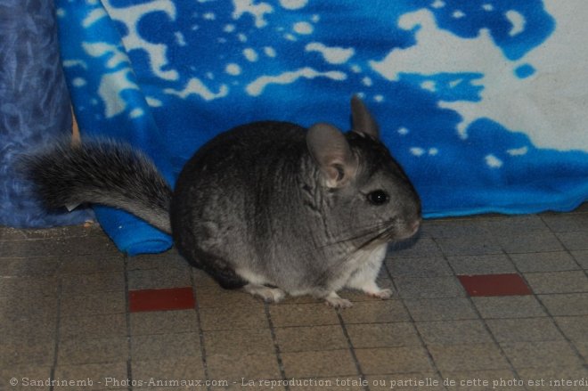 Photo de Chinchilla