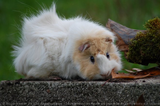 Photo de Cochon d'inde - abyssin / rosette