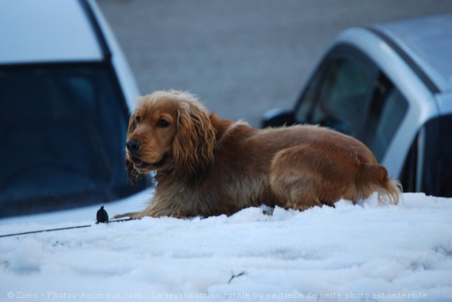 Photo de Cocker anglais