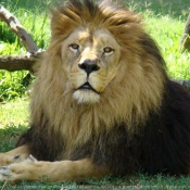 Photo de Lion