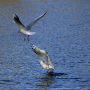 Photo de Mouette