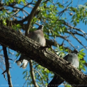 Photo de Pigeon