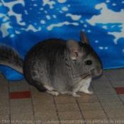 Photo de Chinchilla