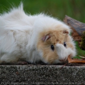 Photo de Cochon d'inde - abyssin / rosette