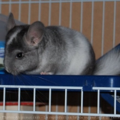 Photo de Chinchilla