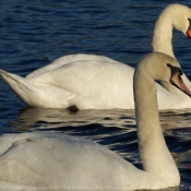 Photo de Cygne