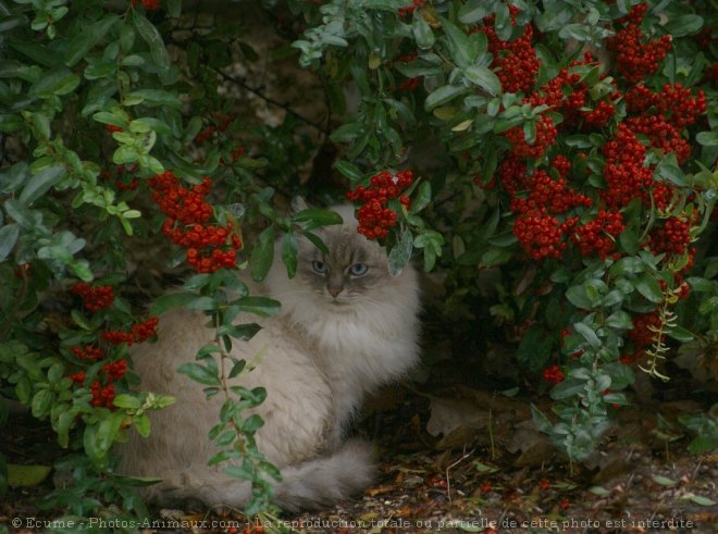 Photo de Chat domestique