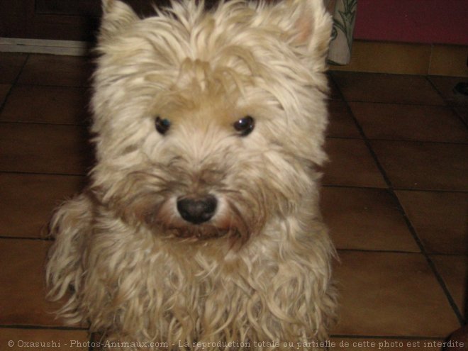 Photo de West highland white terrier