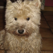 Photo de West highland white terrier