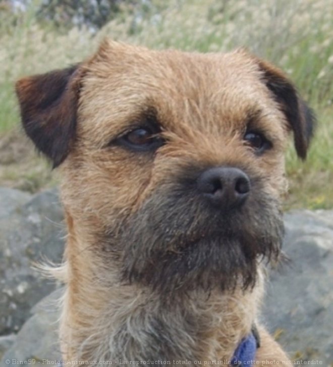 Photo de Border terrier