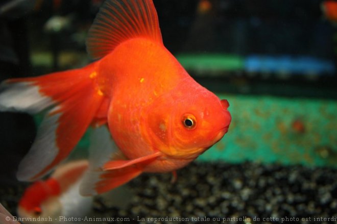 Photo de Poissons rouges