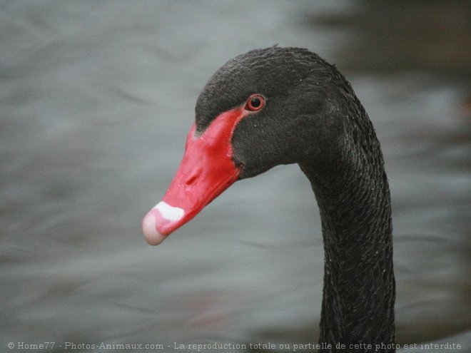 Photo de Cygne