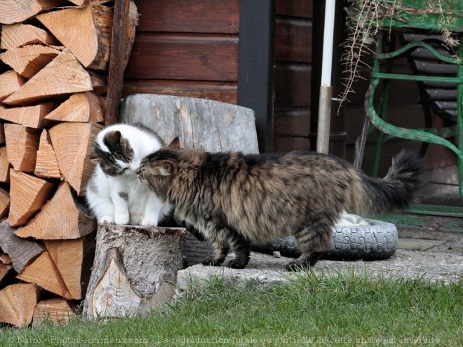 Photo de Races diffrentes