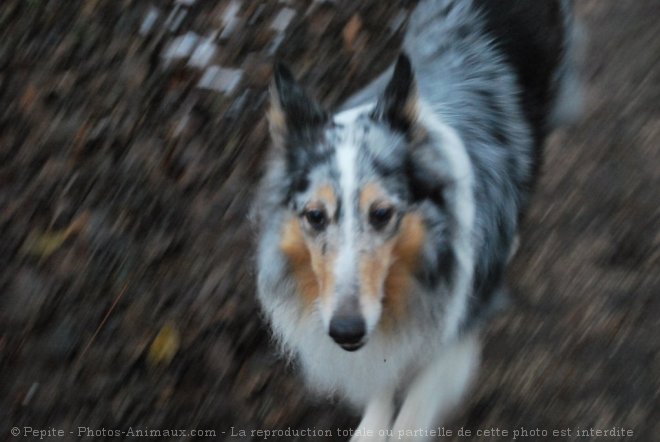 Photo de Colley  poil long