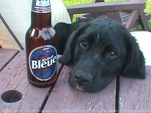 Photo de Labrador retriever