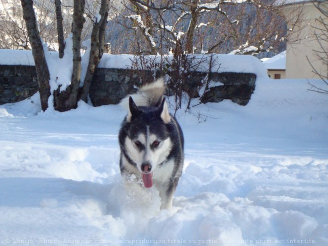 Photo de Husky siberien