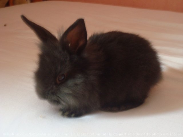 Photo de Lapin