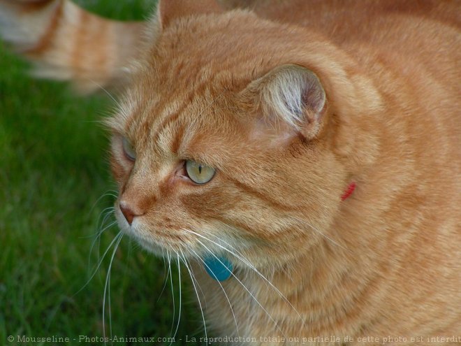 Photo de Chat domestique