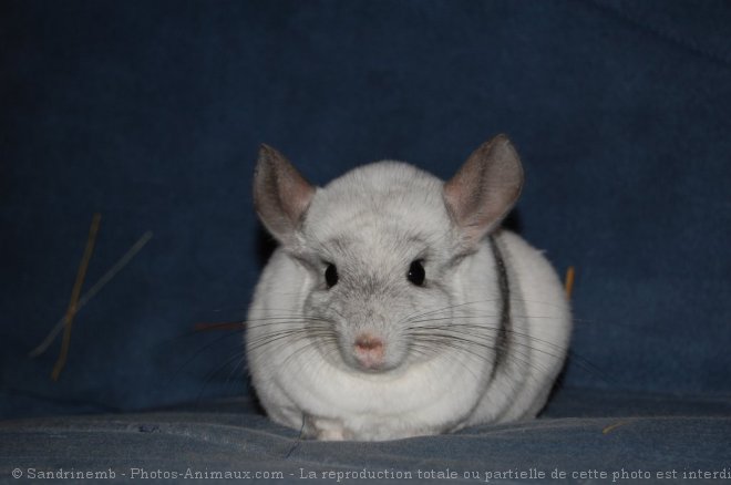 Photo de Chinchilla