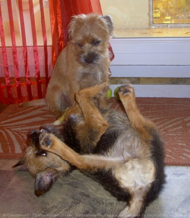 Photo de Border terrier