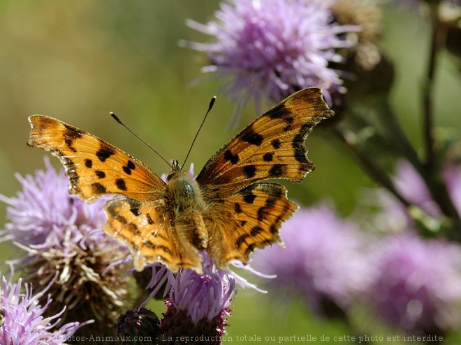 Photo de Papillon