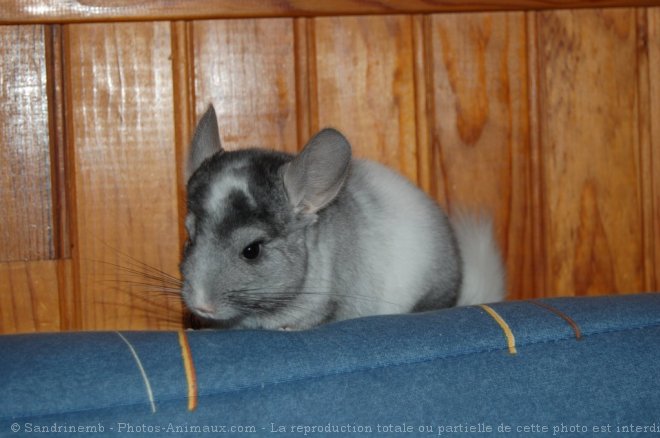 Photo de Chinchilla