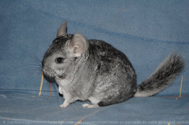 Photo de Chinchilla