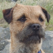 Photo de Border terrier