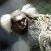 Photo de Singe - ouistiti  toupet blanc