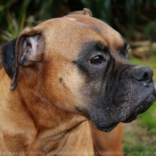 Photo de Boxer