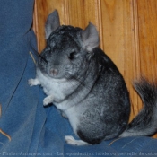 Photo de Chinchilla