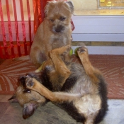 Photo de Border terrier