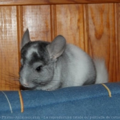 Photo de Chinchilla