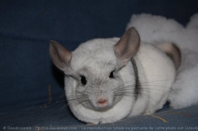 Photo de Chinchilla