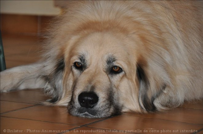 Photo de Chien de berger yougoslave de charplanina