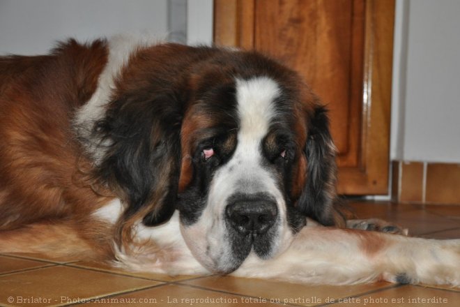 Photo de Saint-bernard poil long