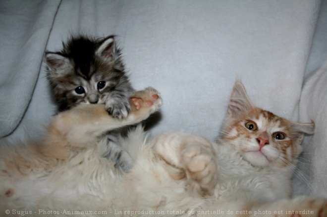 Photo de Maine coon